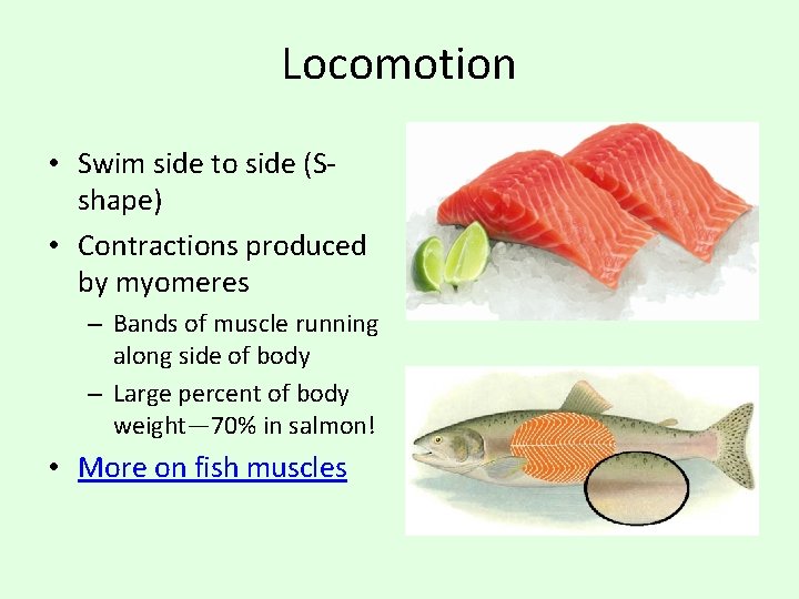 Locomotion • Swim side to side (Sshape) • Contractions produced by myomeres – Bands