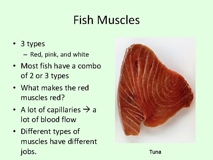 Fish Muscles • 3 types – Red, pink, and white • Most fish have