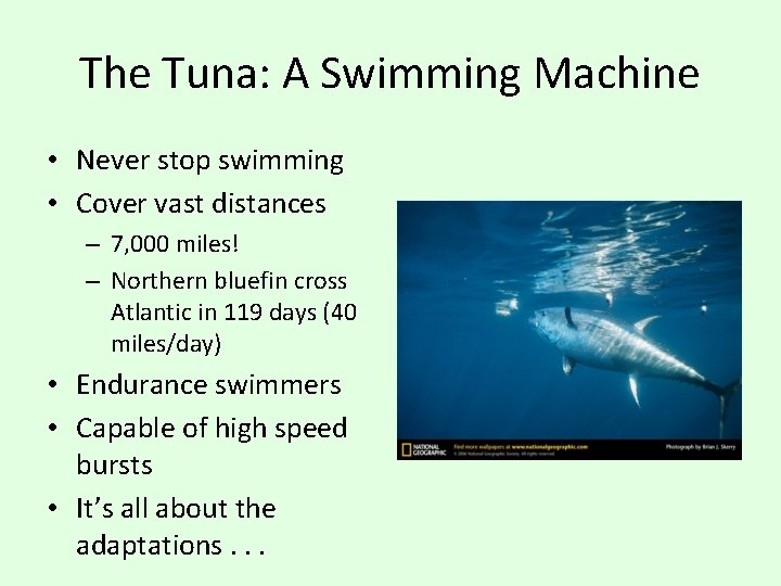 The Tuna: A Swimming Machine • Never stop swimming • Cover vast distances –