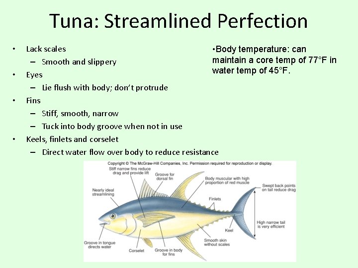 Tuna: Streamlined Perfection • • Lack scales • Body temperature: can maintain a core