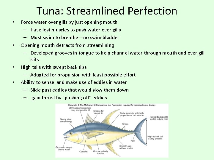 Tuna: Streamlined Perfection • • Force water over gills by just opening mouth –