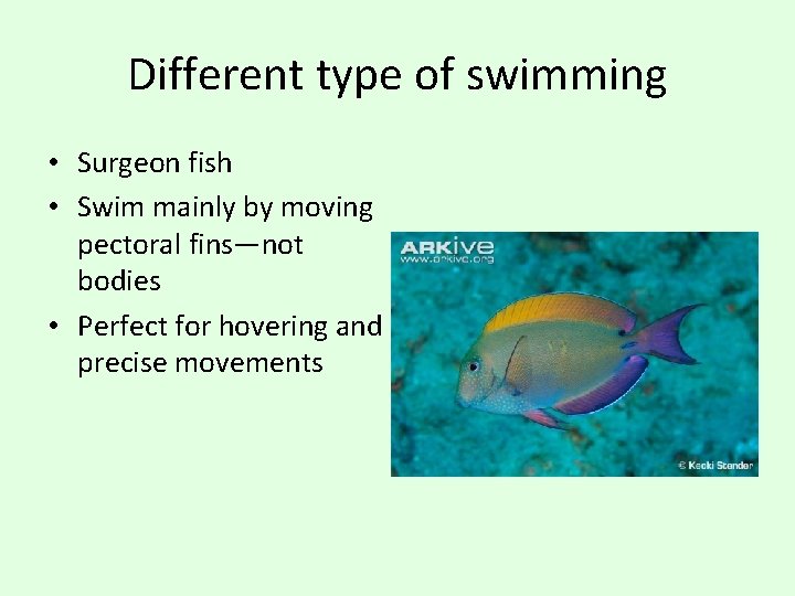 Different type of swimming • Surgeon fish • Swim mainly by moving pectoral fins—not