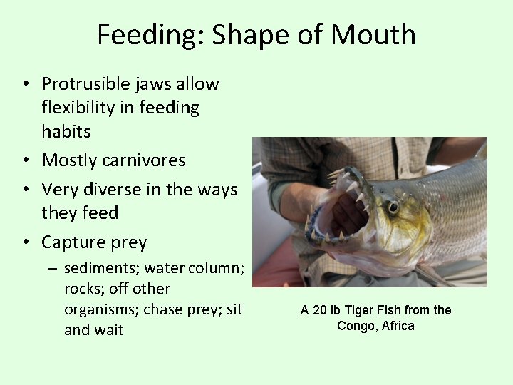 Feeding: Shape of Mouth • Protrusible jaws allow flexibility in feeding habits • Mostly