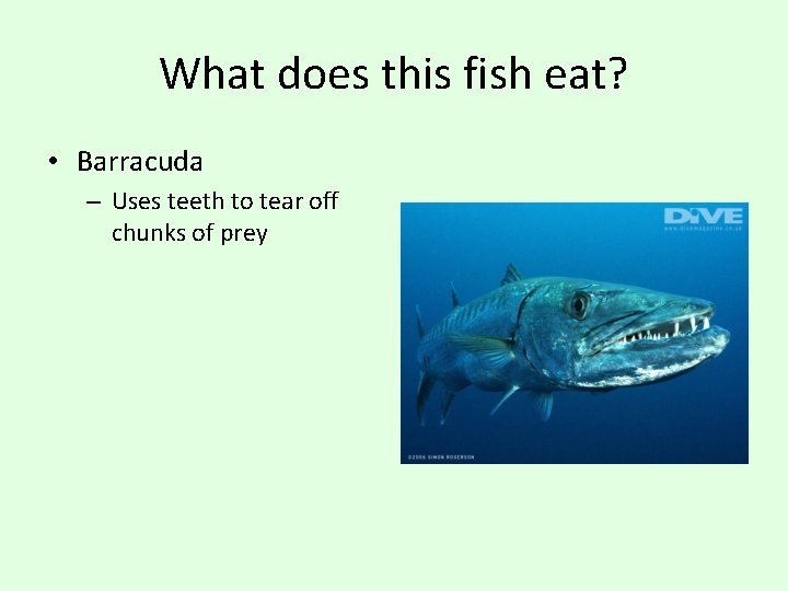 What does this fish eat? • Barracuda – Uses teeth to tear off chunks