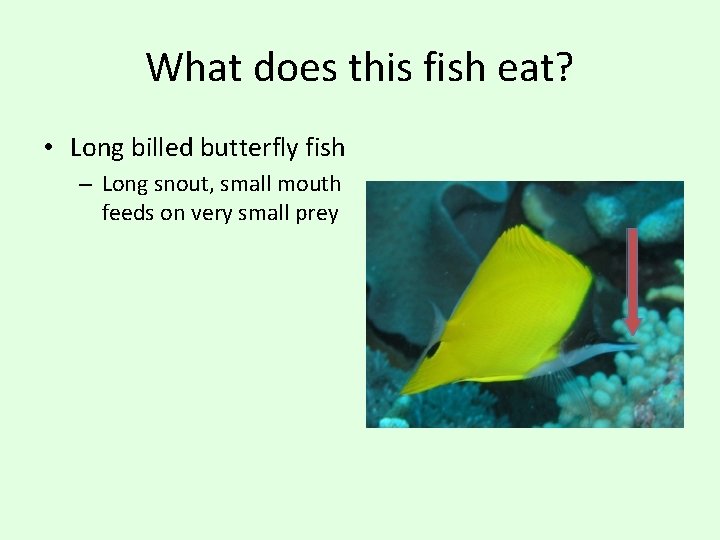 What does this fish eat? • Long billed butterfly fish – Long snout, small