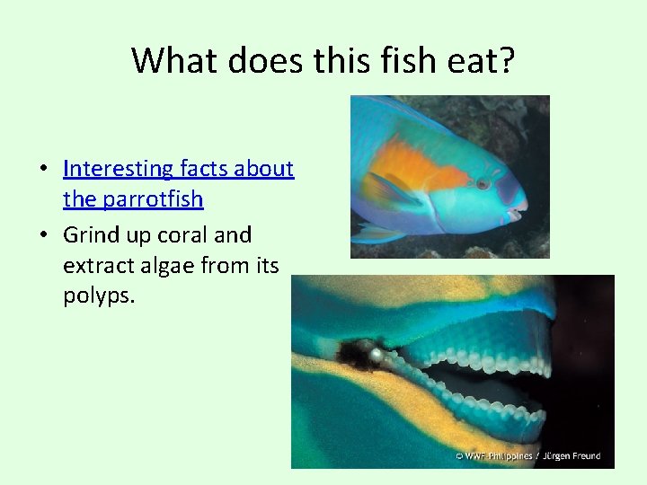 What does this fish eat? • Interesting facts about the parrotfish • Grind up