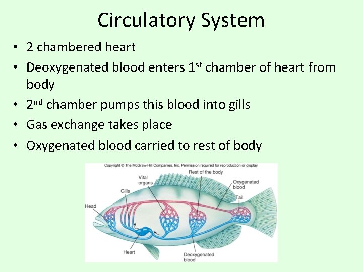 Circulatory System • 2 chambered heart • Deoxygenated blood enters 1 st chamber of