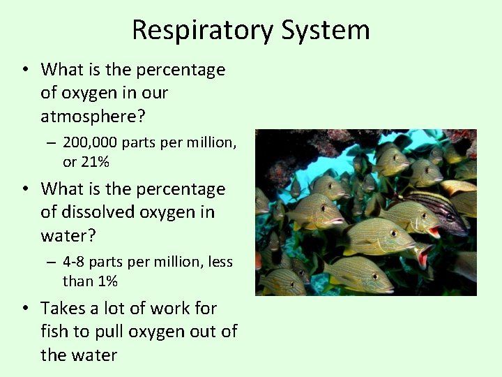 Respiratory System • What is the percentage of oxygen in our atmosphere? – 200,