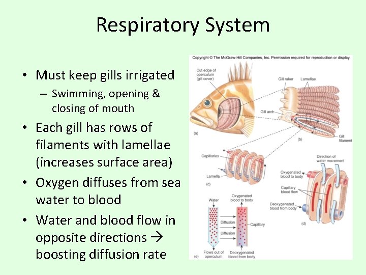 Respiratory System • Must keep gills irrigated – Swimming, opening & closing of mouth