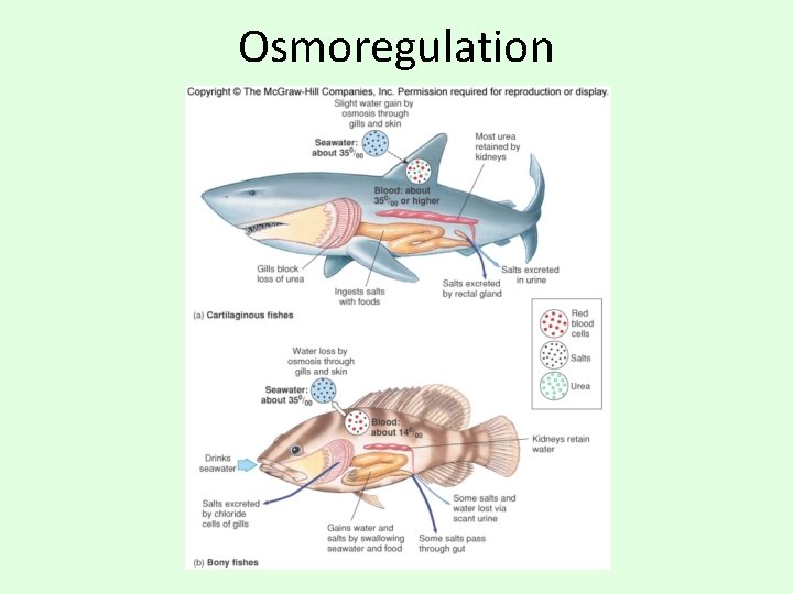 Osmoregulation 
