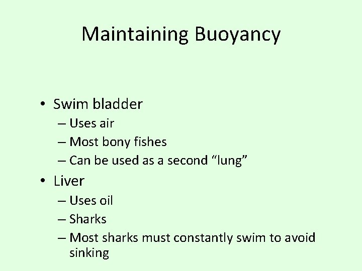 Maintaining Buoyancy • Swim bladder – Uses air – Most bony fishes – Can