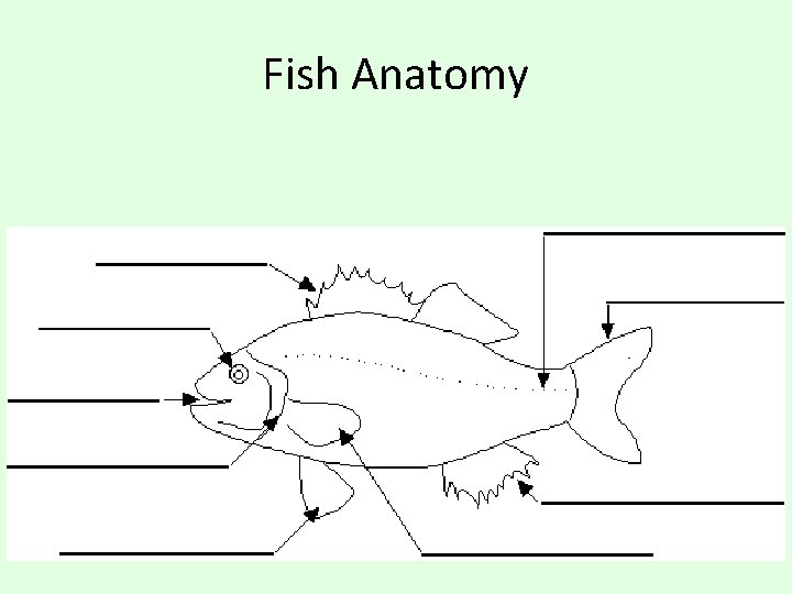 Fish Anatomy 