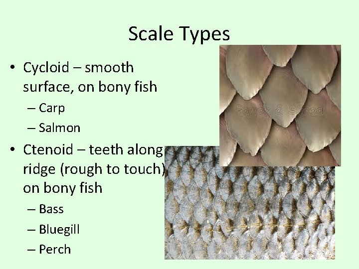 Scale Types • Cycloid – smooth surface, on bony fish – Carp – Salmon