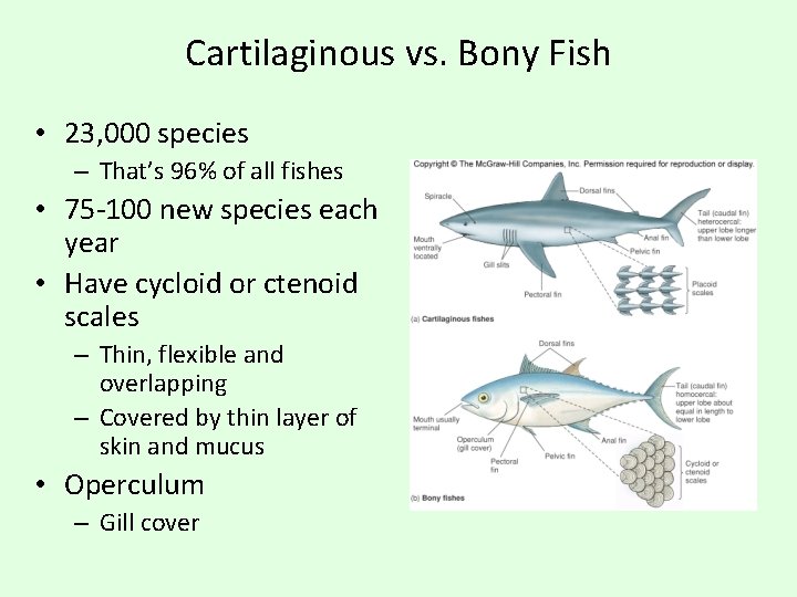 Cartilaginous vs. Bony Fish • 23, 000 species – That’s 96% of all fishes