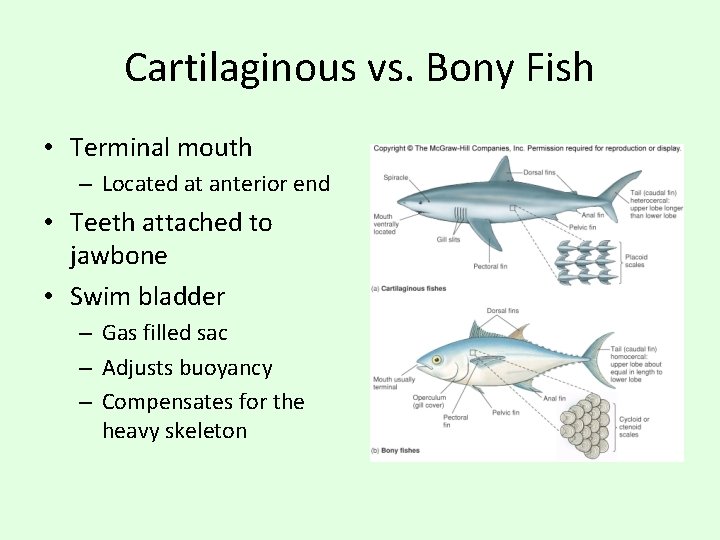 Cartilaginous vs. Bony Fish • Terminal mouth – Located at anterior end • Teeth