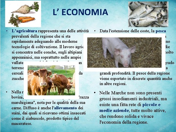 L’ ECONOMIA • L’agricoltura rappresenta una delle attività • Data l'estensione delle coste, la