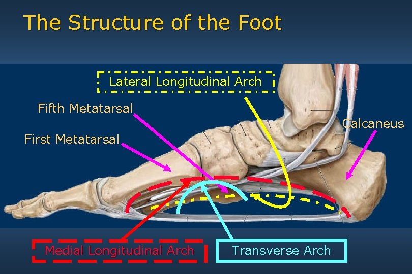 The Structure of the Foot Lateral Longitudinal Arch Fifth Metatarsal Calcaneus First Metatarsal Medial