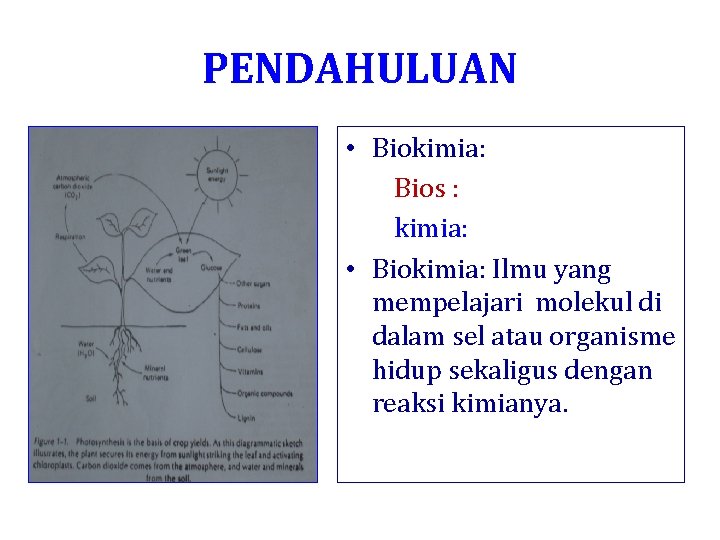 PENDAHULUAN • Biokimia: Bios : kimia: • Biokimia: Ilmu yang mempelajari molekul di dalam