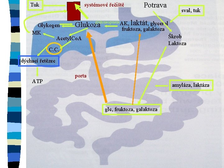 Tuk systémové řečiště glukoneogeneze. AK, Glukoza Glykogen MK Acetyl. Co. A Potrava sval, tuk