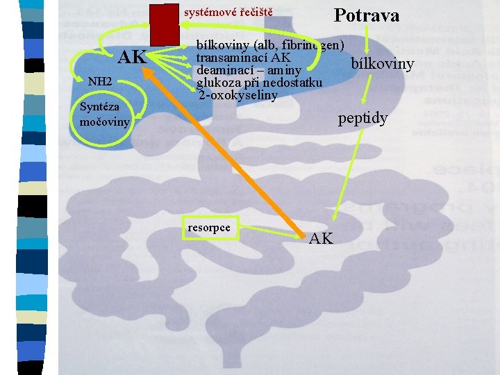 Potrava systémové řečiště AK NH 2 Syntéza močoviny bílkoviny (alb, fibrinogen) transaminací AK deaminací