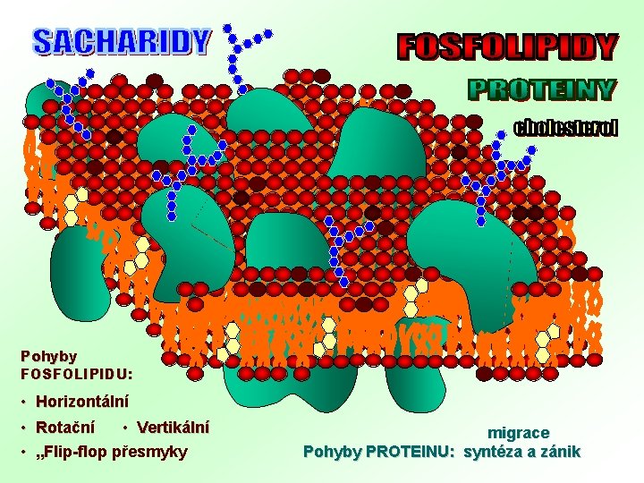 Pohyby FOSFOLIPIDU: • • • Horizontální Rotační • Vertikální „Flip-flop přesmyky migrace Pohyby PROTEINU: