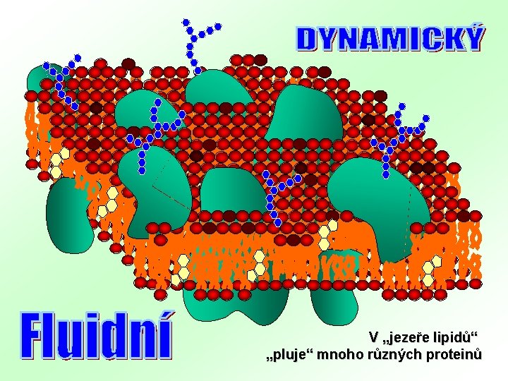 V „jezeře lipidů“ „pluje“ mnoho různých proteinů 