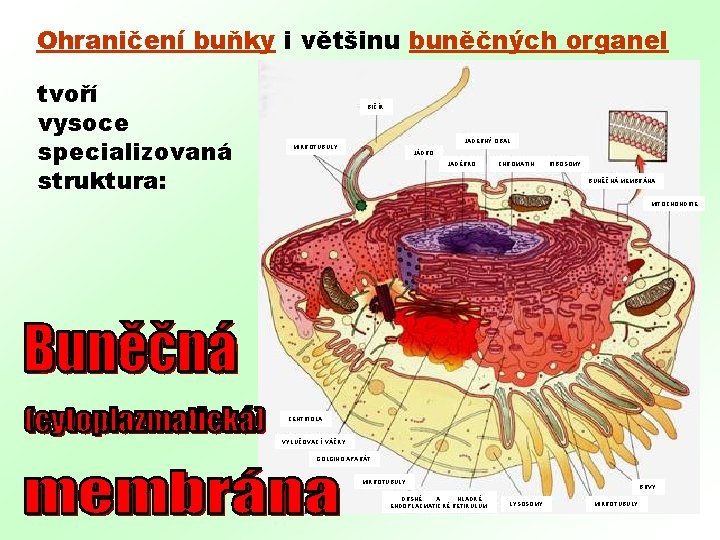 Ohraničení buňky i většinu buněčných organel tvoří vysoce specializovaná struktura: BIČÍK JADERNÝ OBAL MIKROTUBULY