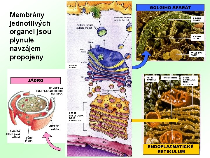 GOLGIHO APARÁT Membrány jednotlivých organel jsou plynule navzájem propojeny GOLGIHO APARÁT GOLGIHO VÁČKY VYLUČOVACÍ