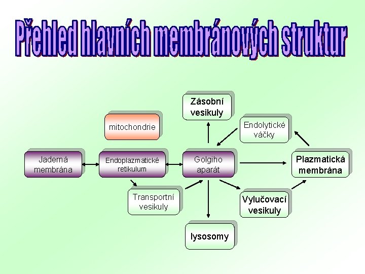 Zásobní vesikuly Endolytické váčky mitochondrie Jaderná membrána Endoplazmatické retikulum Plazmatická membrána Golgiho aparát Transportní