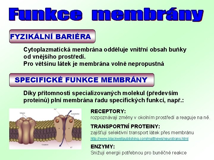 FYZIKÁLNÍ BARIÉRA Cytoplazmatická membrána odděluje vnitřní obsah buňky od vnějšího prostředí. Pro většinu látek