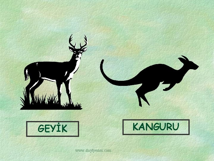 KANGURU GEYİK www. slaytyerim. com 