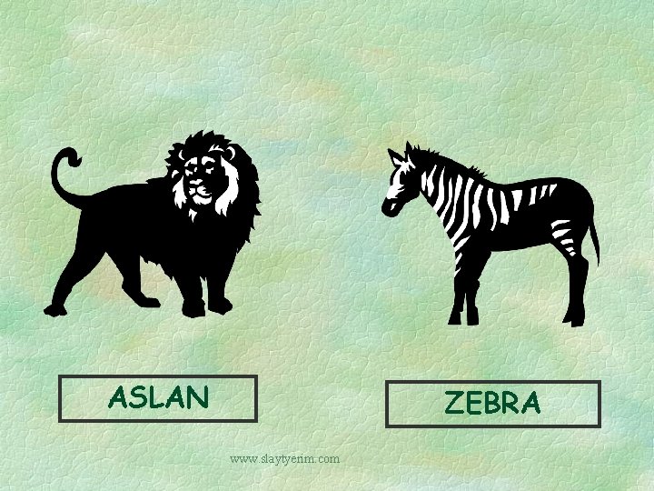 ASLAN ZEBRA www. slaytyerim. com 