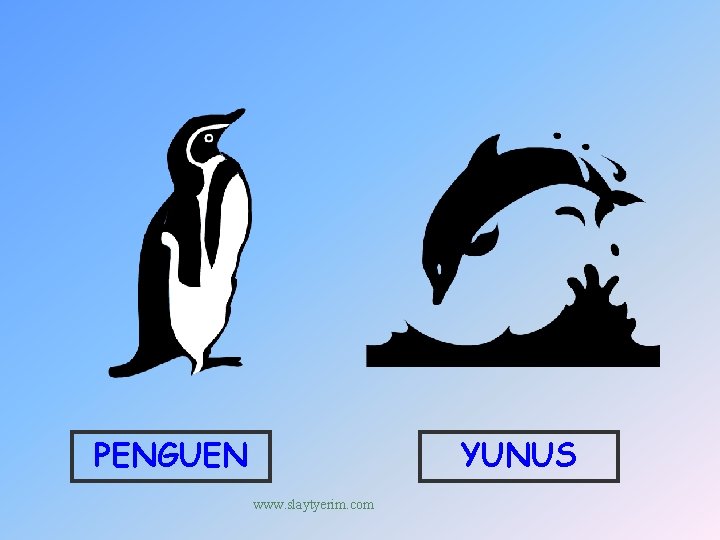 PENGUEN YUNUS www. slaytyerim. com 