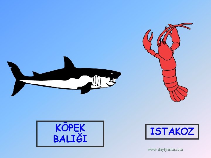 KÖPEK BALIĞI ISTAKOZ www. slaytyerim. com 