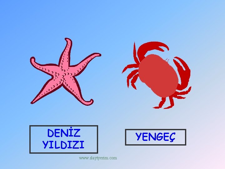 DENİZ YILDIZI www. slaytyerim. com YENGEÇ 