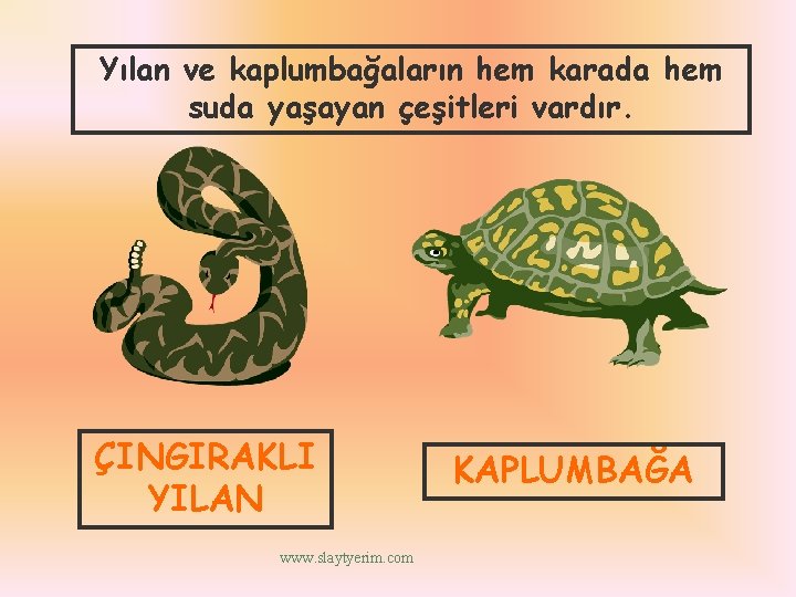 Yılan ve kaplumbağaların hem karada hem suda yaşayan çeşitleri vardır. ÇINGIRAKLI YILAN www. slaytyerim.