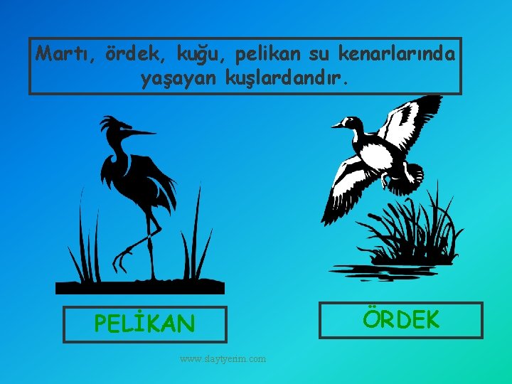 Martı, ördek, kuğu, pelikan su kenarlarında yaşayan kuşlardandır. PELİKAN www. slaytyerim. com ÖRDEK 