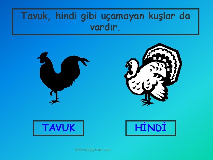 Tavuk, hindi gibi uçamayan kuşlar da vardır. TAVUK HİNDİ www. slaytyerim. com 