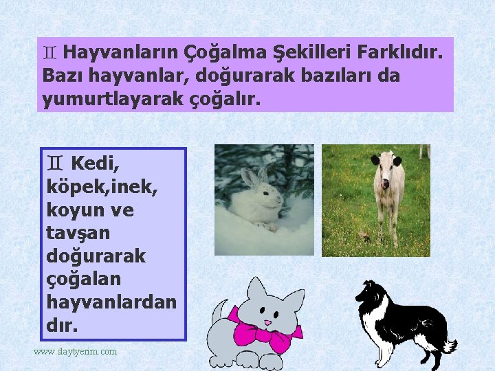 ` Hayvanların Çoğalma Şekilleri Farklıdır. Bazı hayvanlar, doğurarak bazıları da yumurtlayarak çoğalır. ` Kedi,