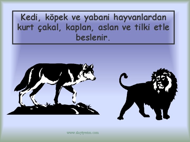 Kedi, köpek ve yabani hayvanlardan kurt çakal, kaplan, aslan ve tilki etle beslenir. www.