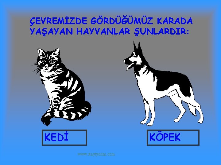 ÇEVREMİZDE GÖRDÜĞÜMÜZ KARADA YAŞAYAN HAYVANLAR ŞUNLARDIR: KEDİ KÖPEK www. slaytyerim. com 