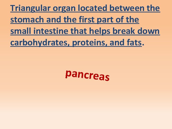 Triangular organ located between the stomach and the first part of the small intestine