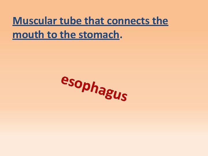 Muscular tube that connects the mouth to the stomach. esop hagu s 