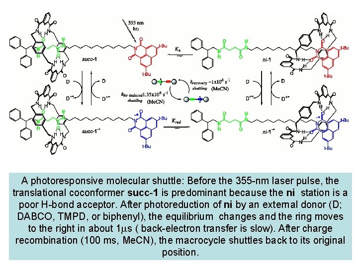 A photoresponsive molecular shuttle: Before the 355 -nm laser pulse, the translational coconformer succ-1