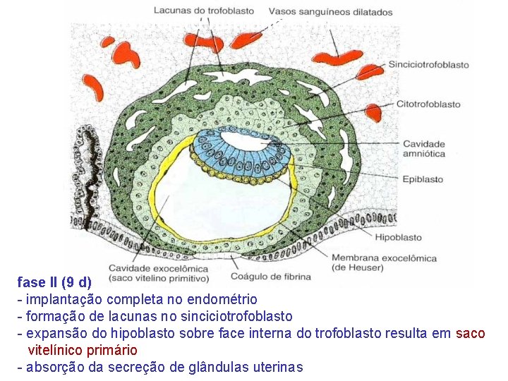 Blastocisto humano com 9 dias fase II (9 d) - implantação completa no endométrio