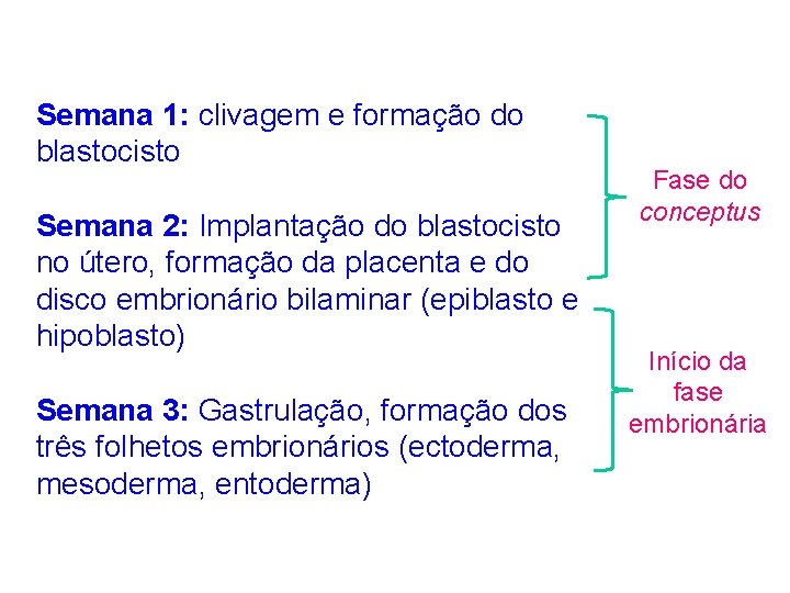Semana 1: clivagem e formação do blastocisto Semana 2: Implantação do blastocisto no útero,