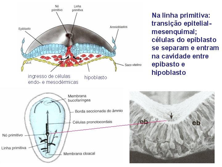 ingresso de células endo- e mesodérmicas hipoblasto Na linha primitiva: transição epitelialmesenquimal; células do