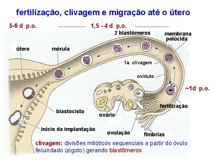 fertilização, clivagem e migração até o útero 5 -6 d p. o. 1, 5