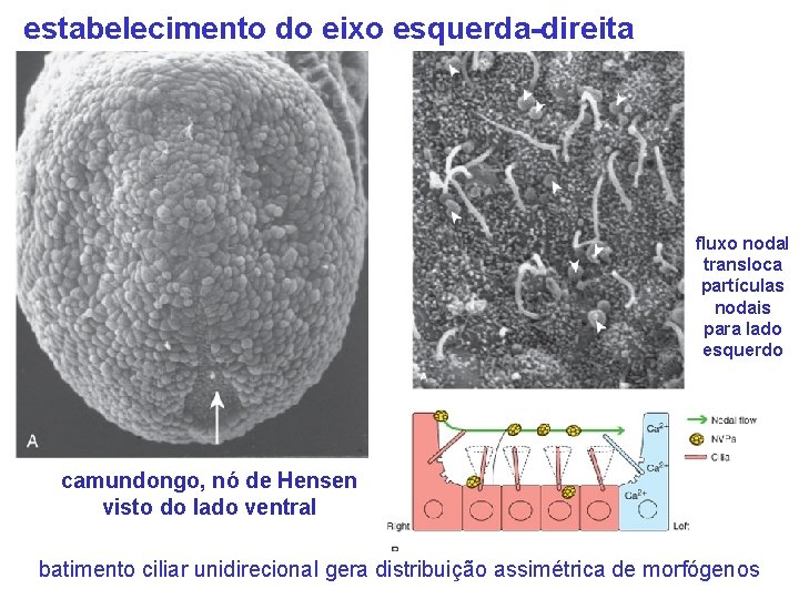 estabelecimento do eixo esquerda-direita fluxo nodal transloca partículas nodais para lado esquerdo camundongo, nó