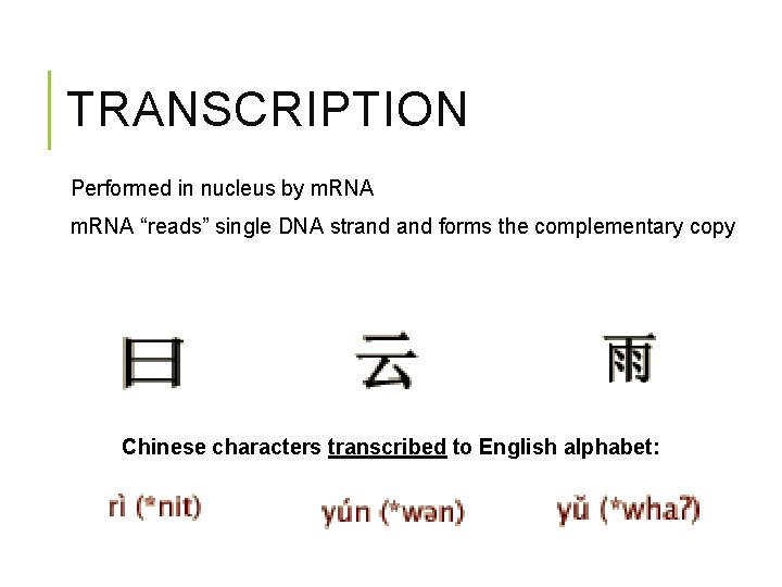 TRANSCRIPTION Performed in nucleus by m. RNA “reads” single DNA strand forms the complementary